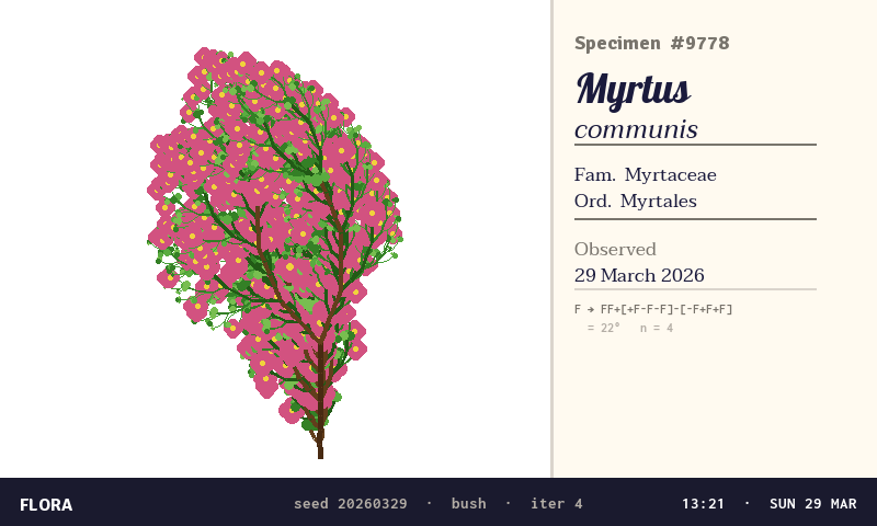 TaleVision: Flora disegna un Myrtus communis con un L-system, come una scheda d’erbario